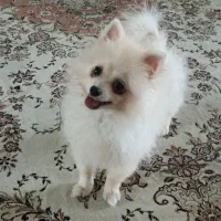 پامرانین خرسی عروسکی