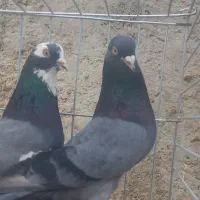 کبوتر|پرنده|زارچ, |دیوار