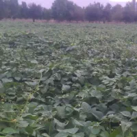 لوبیا سفید سال