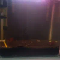 آکواریوم و ماهی|ماهی|نقده, |دیوار