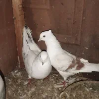 کبوتر پرشی