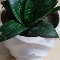 گل و گیاه آپارتمانی شاداب