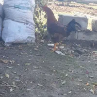 خروس محلی|حیوانات مزرعه|بکتاش, |دیوار