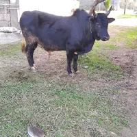 ورزاچالوسی|حیوانات مزرعه|سنگر, |دیوار