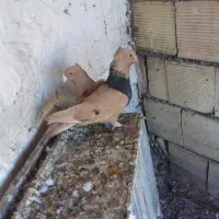 جفت زرد|پرنده|خرمشهر, |دیوار