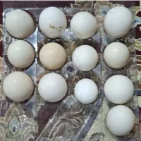 تخم مرغ محلی ، پاکوتاه ، سبرایت و لاری اصل