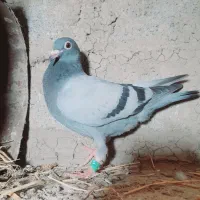 کبوتر مسافتی