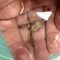 ماهی گوپی کوی بالن|ماهی|تهران, توحید|دیوار