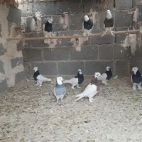 تعدای طوق سیاه درجه یک مشتری واقعی تماس