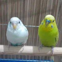 دو عدد مرغ عشق نرو ماده سبزه|پرنده|اسلامشهر, مسکن مهر اسلاشهر (شهرک امام خمینی)|دیوار