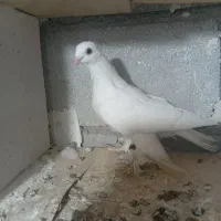 کبوتر پرنده