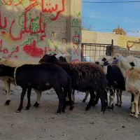 بره ماده عتیقه|حیوانات مزرعه|بروجرد, |دیوار