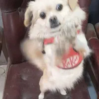 سک پامر|سگ|اصفهان, اندوان|دیوار