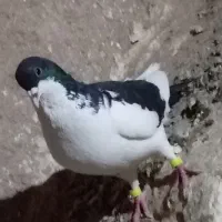 700|پرنده|سلامی, |دیوار