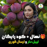 خرید نهال میوه پیوندی اصلاح‌شده + مشاوره رایگان