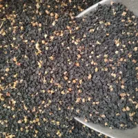 بذر پیاز درجه یک