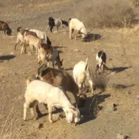 بزو بز غاله|حیوانات مزرعه|خرمآباد, |دیوار