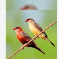 فنچ گلدین.جغدی.کرواتی.الماسی