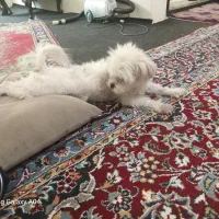 مفقودی سگ کوچک شیتزو تریر در ارومیه|حیوانات|ارومیه, |دیوار