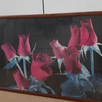 قاب عکس گل رز در حد نو