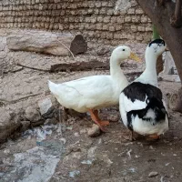 اردک بزرگ و چاق