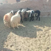 دوراس برقوچی سنجابی