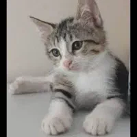 واگذاری بچه گربه