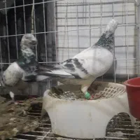 گوره|پرنده|اندیمشک, |دیوار