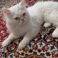 گربه نر پرشین بژ