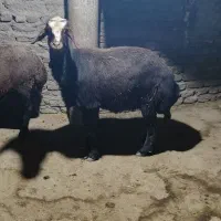 گوسفند