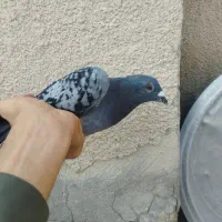 شکار|پرنده|ایرانشهر, |دیوار