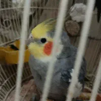 عروس هلندی سوخنگو