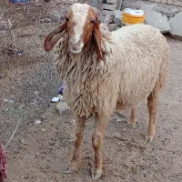 قوچ عراقی لب الجنی
