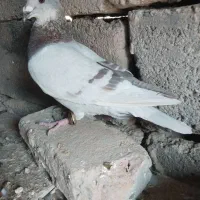 کبوتر گمشده