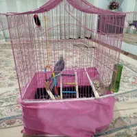 عروس هلندی|پرنده|ساوه, |دیوار