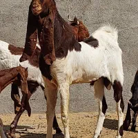 نر بز پاکستانی|حیوانات مزرعه|شریفآباد, |دیوار
