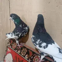یه جفت نر ماده شهری|پرنده|شیراز, حومه شیراز|دیوار
