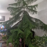 گل کاج مطبق۳متر ۱۶ساله مفت حراج|گل و گیاه طبیعی|ملکان, |دیوار