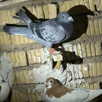 کفتر پلاکی نر