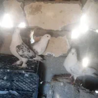 کبوتر پرشی جفت دوکت