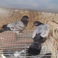 جفت جوجه تیدی ایسین