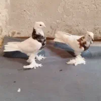 کبوتر|پرنده|خمینی‌شهر, |دیوار