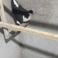 قاراسیاه نر دم سفید ماده