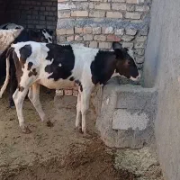 باسلام خدمت دوستان عزیز یک رس گوساله ماده|حیوانات مزرعه|قم, نوقطار|دیوار