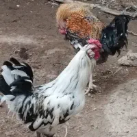 قوغاز،اوردک، مرغو خروس گلین|حیوانات مزرعه|کرج, اخگرآباد|دیوار