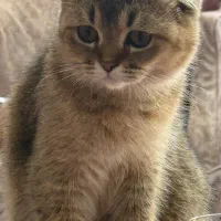 پت خوانگی گربه بیریتیش واسکاتیش|گربه|کرج, برغان|دیوار