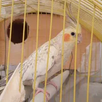 فوری عروس هلندی دستی رام