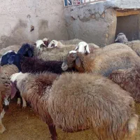 22عدد میش داشتی