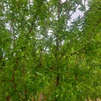 هرس کاری و درختکاری|خدمات باغبانی و درختکاری|گلپایگان, |دیوار