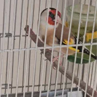سهره عتیقه